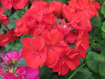 Flowers garden in greenhouse 27 - pink, red, photography, green, flowers, geranium, garden