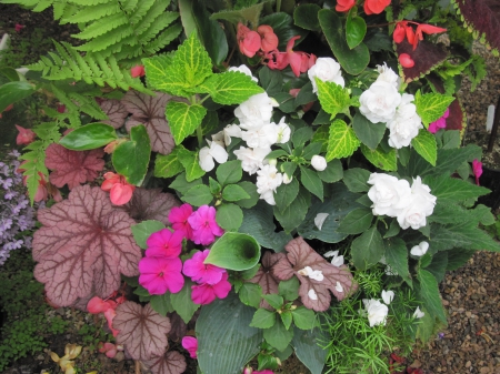 Flowers garden in greenhouse 28 - white, brown, pink, photography, green, flowers, garden