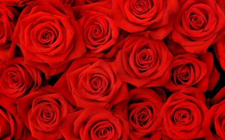 Red Roses