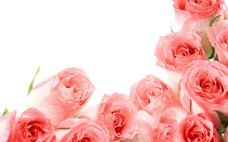 Pink Roses for You - roses, flowers, nature, pink roses