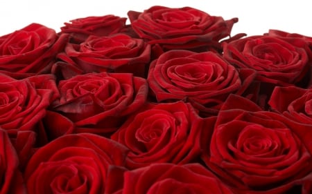 Large Red Roses - roses, red, bunch, large, red roses