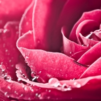 Deep Pink Rose