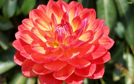 The Pink Dahlia - flowers, pretty, nature, spring, dahlia, petals, pink