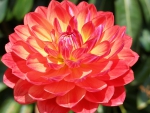 The Pink Dahlia