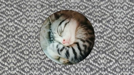 Dreamin' Kitty - sleeping, cat, dreaming, kitty