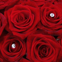 * Sweet red roses *