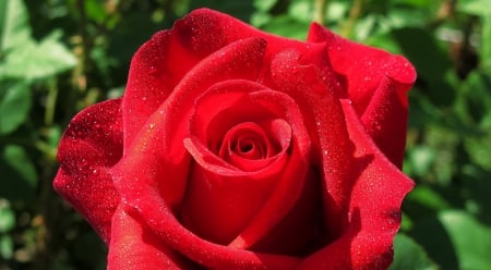 * Magic rose * - red rose, water drops, rose, wet, flower, petals