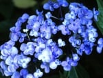 Blue hydrangea