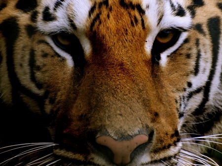 Eyes Of The Tiger - tiger up close, eyes of the tiger, eye of the tiger, tiger eye, tiger