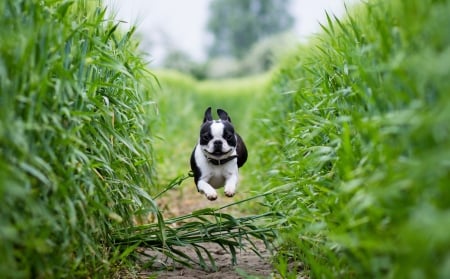 Back Home..!! - animal, running, cute, dog