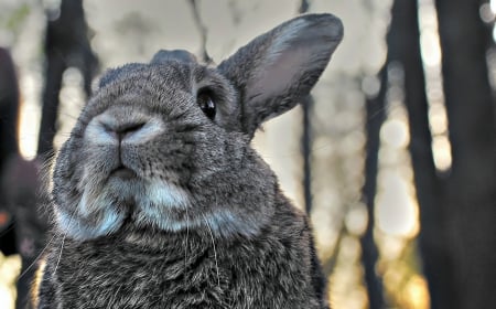 Rabbit - cute, rabbit, animal, gray