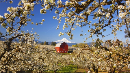 wonderful red barn in an apple orchard - blossoms, mountain, red, orchard, barn