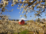 wonderful red barn in an apple orchard