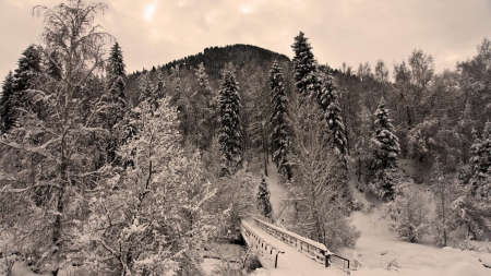 bridge in a winter scene in monochrome - river, winter, forest, monochrome, mountain, bridge