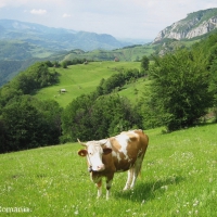 Carpathian mountains Romania Eastern Europe scenery