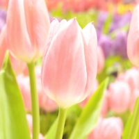 Spring tulips