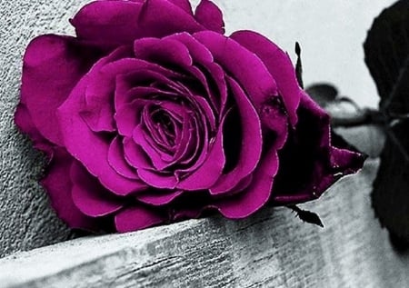 purple rose - board, thorns, colorful, rose, still life, bright, nature, purple, petals, purple rose, flowers, flower