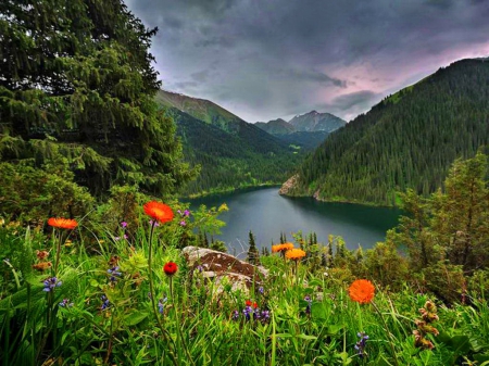 Mountain wildflowers - nice, sky, slope, trees, water, greenery, rocks, view, pretty, reflection, clouds, grass, cliffs, lake, mountain, summer, shore, lovely, nature, cloudy, beautiful, flowers, wildflowers