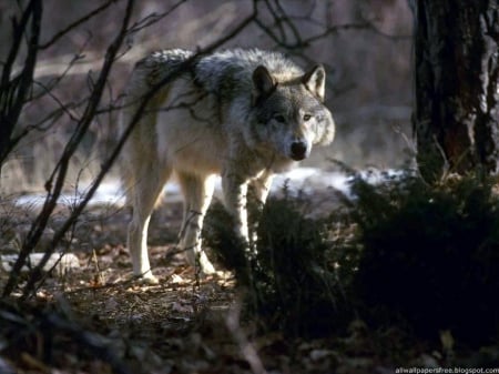 Staring Wolf - staring, nature, forrest, Wolf, animals