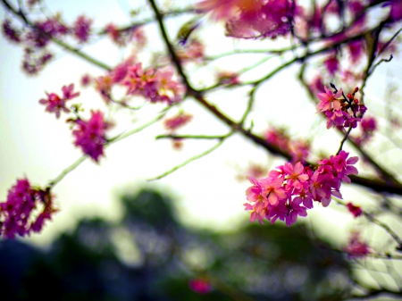 FLOWER PLANT - plant, nature, flower, branch