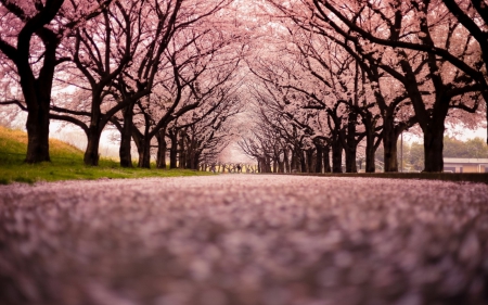 Sakura Path - path, nature, sakura, blossom, cherry, road, pink