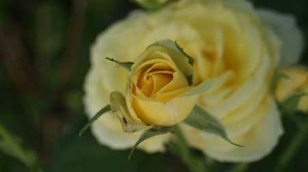 Yellow Rosebud - Rose, Bud, Nature, Foilage, Outdoors, Garden, Plants, Flower