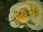 Yellow Rosebud