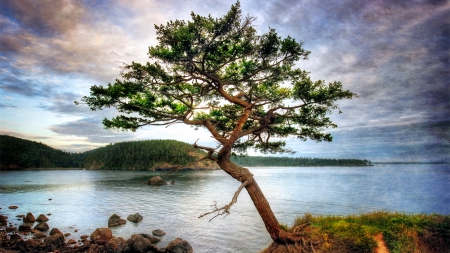 beautiful tree on a bay shore hdr - forest, clouds, tree, shore, hdr, bay