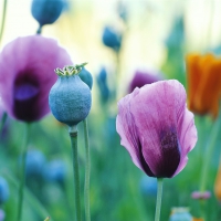 Purple poppy