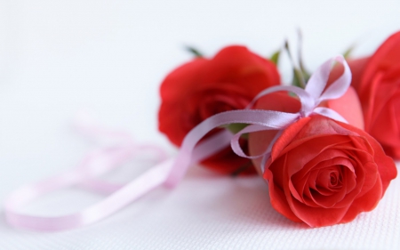 Just for You - flowers, roses, nature, red, red roses