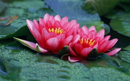 Pink Water Lilies - nature, water, outdoor nature, lily