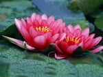 Pink Water Lilies