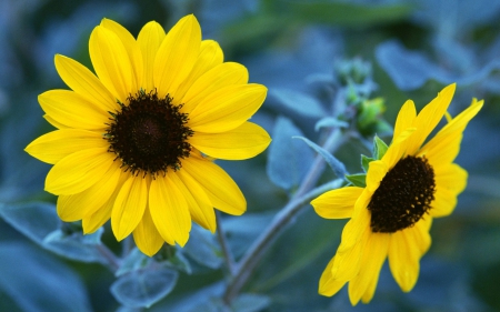 Sun flowers - sun flowers, outdoor, yellow, nature