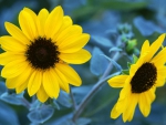 Sun flowers