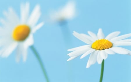 Daisies - nature, blue sky, flowers, daisies