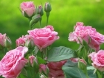 Pink Roses