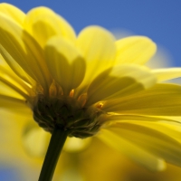 Yellow Daisy