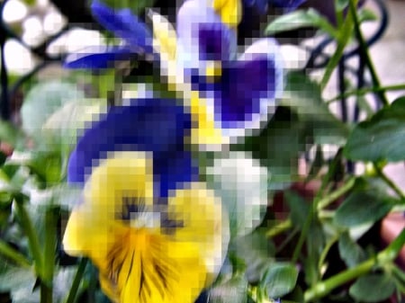 pansy pixel meltdown - white, pansy, yellow, blue, green, flower