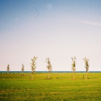 trees on a hill