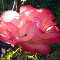 The Karnival rose