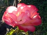 The Karnival rose