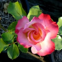 The Karnival rose