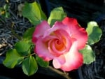 The Karnival rose