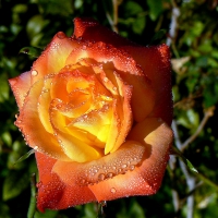 Circus rose