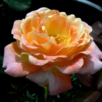 Lantern rose