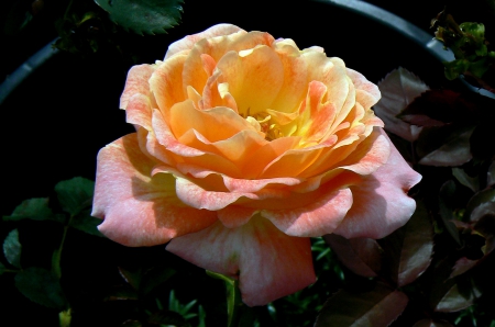 Lantern rose - yellow rose, lantern rose, rose, beautiful