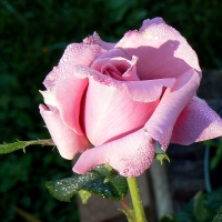 Your Garden rose