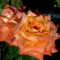 Lantern rose