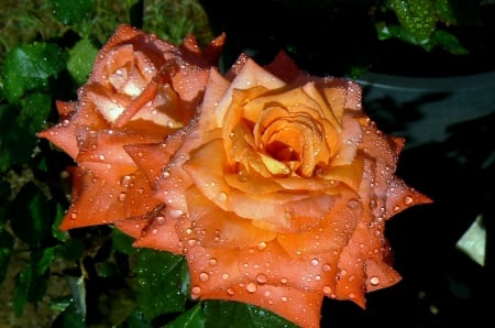 Lantern rose