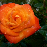 Circus rose